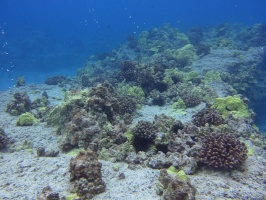 54 Reef IMG 2360